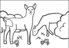 sarny przy paśniku kolorowanka do drukowania