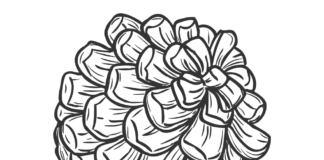 Szyszka z drzewa spadła szyszka z drzewa spadła kolorowanka do drukowania