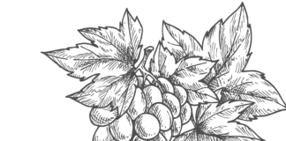 winogron na drzewie kolorowanka do drukowania