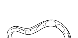 Wąż Ka z księga dżungli wąż ka z księga dżungli kolorowanka do drukowania