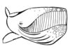 Wesoły wieloryb wesoły wieloryb kolorowanka do drukowania