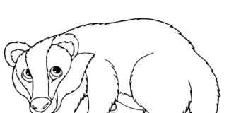 Borsuk z bajki dla dzieci borsuk z bajki obrazek do drukowania