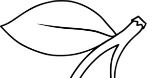 Dwie czereśnie na gałęzi dwie czereśnie kolorowanka online