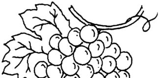 Kiść owoców na drzem kiść owoców na drzem kolorowanka online