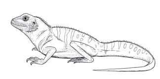 Agama dla dzieci Malowanka i kolorowanka agama do druku dla dzieci