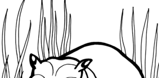 kolorowanka hippo dla dzieci w trawie do druku