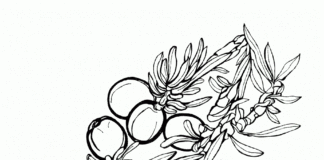 Jałowiec z owocami Dla dzieci kolorowanka jałowiec do druku online