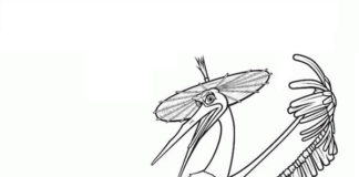 Żuraw kolorowanka kung fu panda żuraw do druku dla dzieci