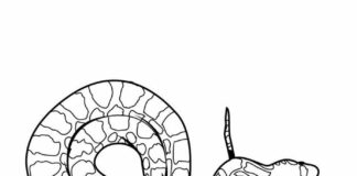 Żmija zygzakowata kolorowanka żmija do druku i online dla dzieci