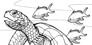 Turtlles w morzu kolorowanka żółwie morskie do druku