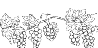 Krzew winorośl krzew winorośl kolorowana online