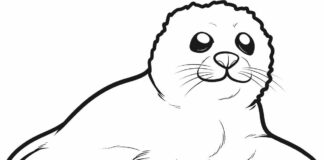 Mała foczka mała foczka kolorowanka do druku