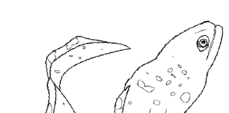 Podobna ryba do węża węgorz ryba kolorowanka online