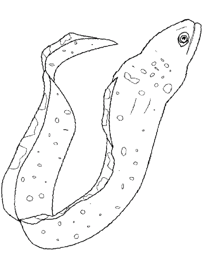 węgorz ryba kolorowanka online