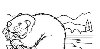 Zwierzę buduje tamę zwierzę buduje tame obrazek do drukowania