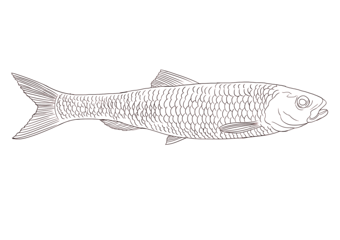 ryba z morza bałtyckiego kolorowanka