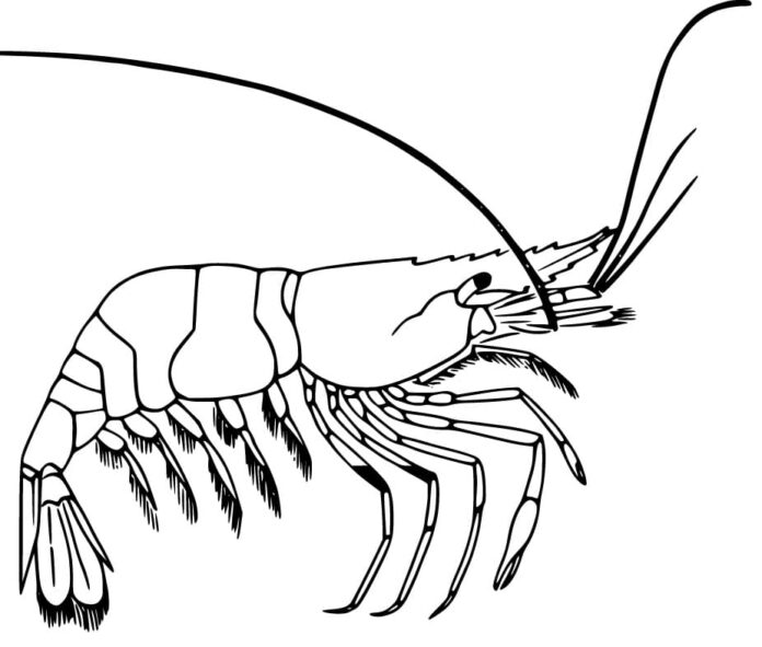 Kolorowanka online Duża krewetka dla dzieci