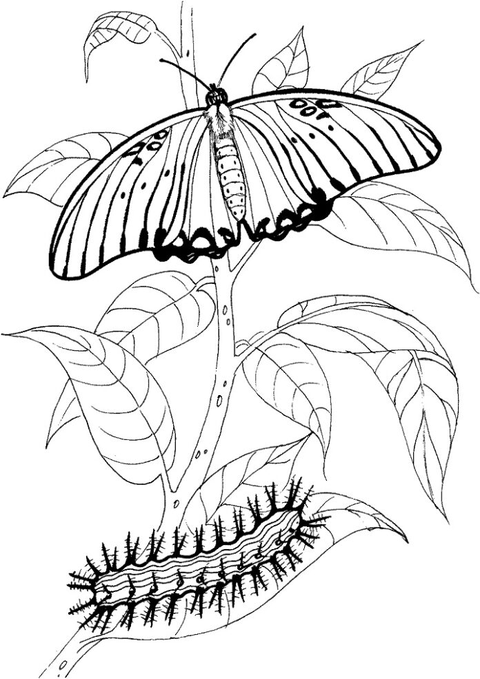 Kolorowanka Gąsienica i motyl do druku i wydruku