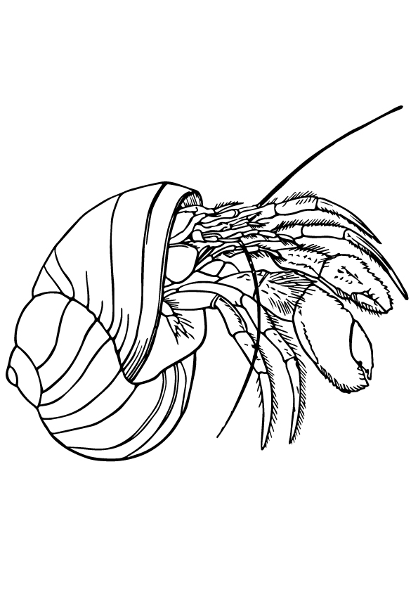 Kolorowanka online Krab w muszli