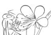Kolorowanka Osa na kwiatku do drukowania