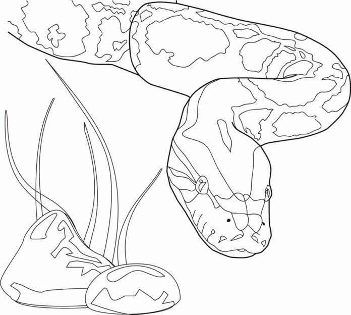 Kolorowanka Polujący pyton w trawie do druku