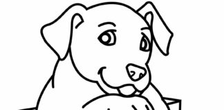 Prezent szczeniak labrador Kolorowanka Prezent szczeniak labrador do druku