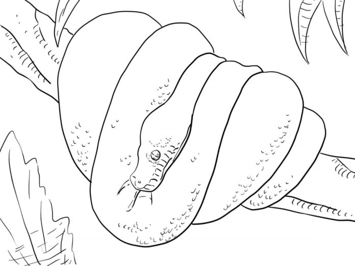 Kolorowanka Pyton siedzi na drzewie do druku