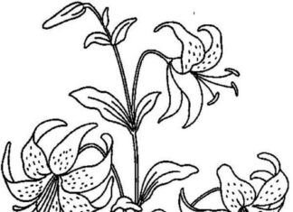 kolorowamka łodygi z ładnymi kwiatkami lilii