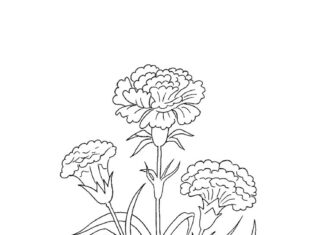 Dojrzewające goździki na łące kolorowana dojrzewające goździki na łące do druku