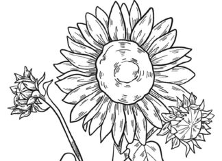 Kwiaty słoneczniku na łodydze kolorowana kwiaty słoneczniku na łodydze do druku