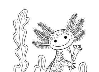 Axolotl pływający pośród wodorostów kolorowanka axolotl pływający pośród wodorostów