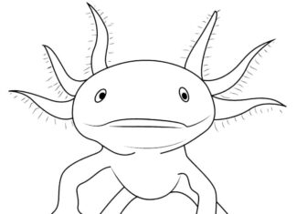 Axolotl pływający w wodzie kolorowanka axolotl pływający w wodzie do druku