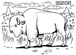Bizon chodzi po lesie kolorowanka bizon chodzi po lesie do druku