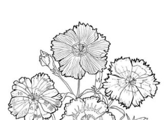 Bukiet pięknych goździków kolorowanka bukiet pięknych goździków