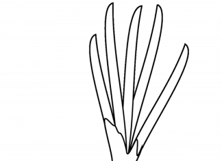 kolorowanka cebula czerwona do druku