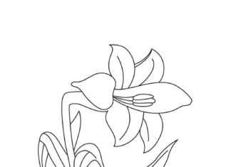 kolorowanka czerwona lilia na trawie