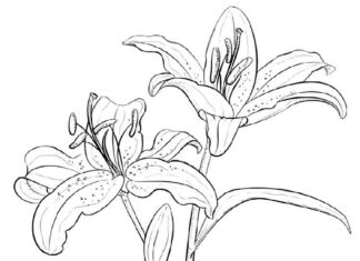 kolorowanka dojrzałe kwiaty lilii