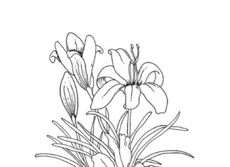 kolorowanka dojrzewających kwiatków