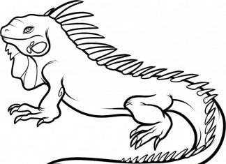 kolorowanka duża iguana wygrzewa się na słońcu