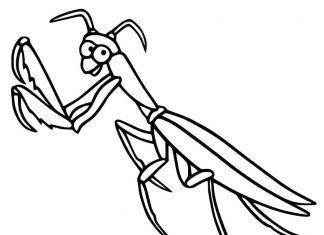 kolorowanka duża modliszka dla dzieci