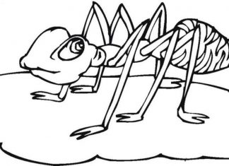 kolorowanka duża mrówka w kałuży do druku