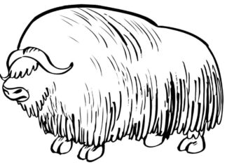 Duże zarośnięte zwierzę z rogami kolorowanka duże zarośnięte zwierzę z rogami żbik