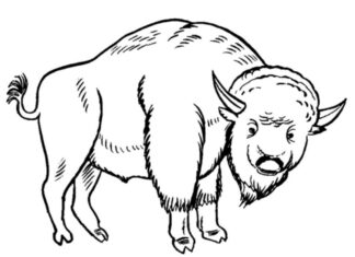 Duży bizon chodzący po trawie kolorowanka duży bizon chodzący po trawie