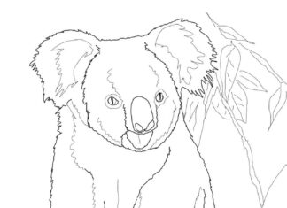 Duży koala na drzewie kolorowanka duży koala na drzewie