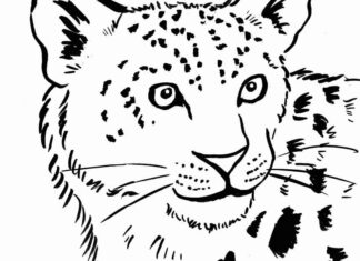 kolorowanka duży lampart