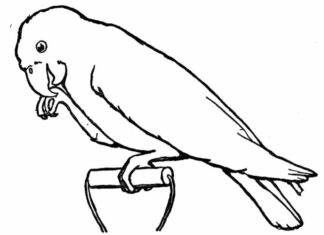 Duży ptak utrzymuję się na jednej nodze kolorowanka duży ptak utrzymuję się na jednej nodze