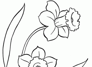 kolorowanka dwa kwitnące maki do druku dla dzieci