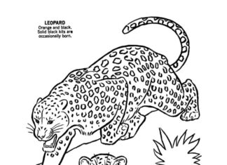 kolorowanka dwa lamparty