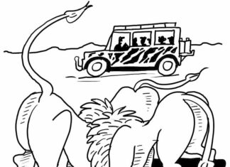 Dwa lwy na safari kolorowanka dwa lwy na safari do druku