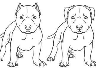 Dwa psy patzące groźnie kolorowanka dwa psy patzące groźnie